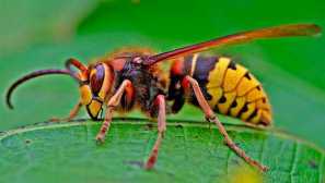 Kjer hornets zima in prehrana v zimski zimi