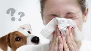 Hipoalergeni psi za alergije in astmatike: pasma