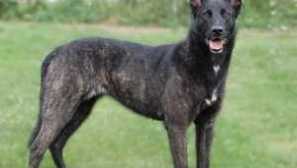 Nizozemski shepherd: opis pasme