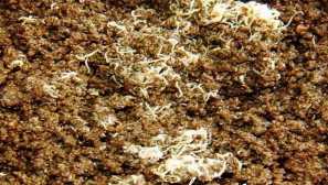 Lončni črvi - hrana za akvarijske ribe