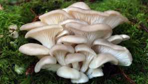 Gobe ​​krasnodarskega ozemlja in adygea