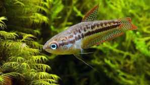 Goraji - obstojne in nezahtevne akvarijske ribe
