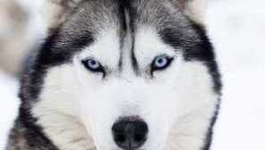 Pasji lik pasme sibirski husky