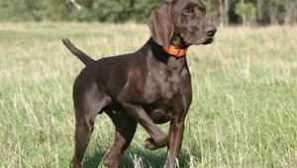 Značilnosti kazalca pasme pasje, značilnosti vsebine in oskrbe