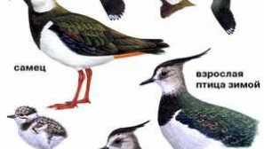 Karakterizacija ptice chibis, pygalitsa