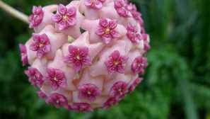 Hoya: nega, gojenje, opis, reprodukcija, fotografija, video, zalivanje, top oblačenje