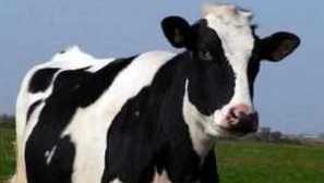 Kholmogorska pasma krav: opis, značilnosti