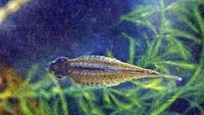 Ichthyosporidioza akvarijskih rib