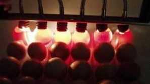 Inkubacija piščančjih jajc doma