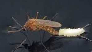 Zanimiva dejstva o komarjih