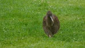 Zanimiva dejstva o pticah kiwi