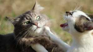 Zgodba o neuspešnem srečanju z živahno mačko in romantično mačko