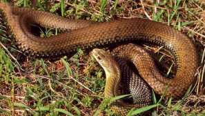 Lasher snake