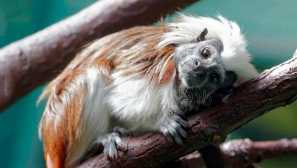 Edipov tamarin