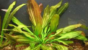 Echinodorus: vzreja in bolezen