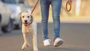 Kaj lahko vodi pes za psa brez gobca in povoda