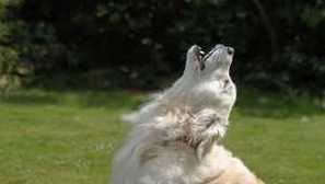 Kaj pes zavija na dvorišču? Zakaj in za kaj?