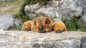 Kako surki pade v mirovanje