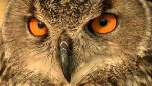 Kako so urejene oči in ušesa owl