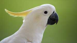 Cacuba: fotografija, nega in vzdrževanje doma, opis