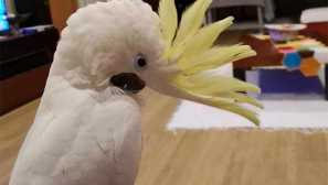 Kacadu kaznuje za nepazljivost