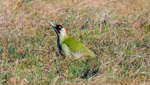 Kaj dyatli predstavljajo v mravljih