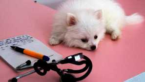 Kaj paraziti živijo na fotografiji človeškega telesa