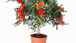 Callistemon.nega na domu