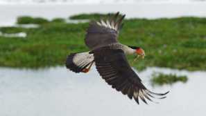 Caracara
