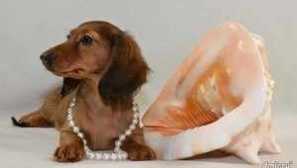 Dwarf long-saching dachshund: opis in skrb za mini takso