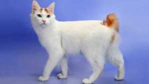 Mačke s kratkim repom