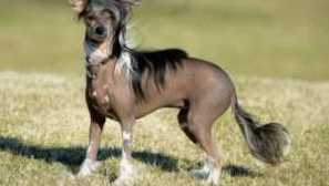 Kitajski peg pes pooh: opis pasme, lik kot hranjenje, skrb in vsebina, fotografija