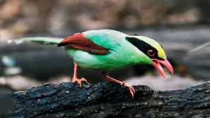 Kitajka stranska magpie
