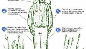 Tick ​​-orne borelioza