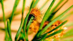 Kokoni bor, ali borov silkwall