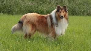 Collie: zgodovina izvora in značaja