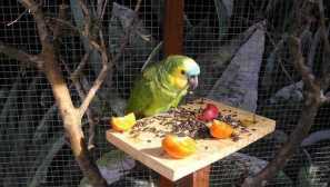 Parroni Food: Vrste in značilnosti izbire