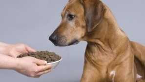 Izbira Premium Dog Feed: Vrste in funkcije, Seznam in cene, Koristni nasveti