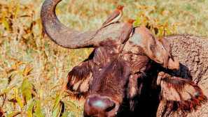 Red-eyed buffalo squirter