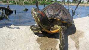 Rdeča sladkovodna želva