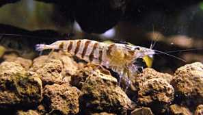 Babaultri kozice: vsebina, hranjenje, video, fotografija