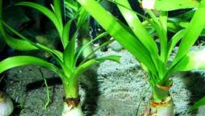 Crynum plavajoči crynum vijolični crynum tajski