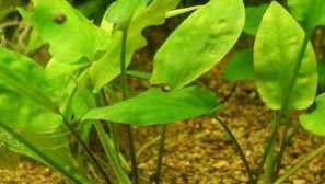 Kryptokorina: vrste, opis, vzreja, vsebina, videz