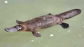 Kdo je ta ozadje: žival - unicum ali paradoks narave