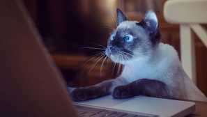 Kdo je pametnejši - mačke ali psi: odgovor na vse vprašanje