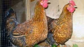 Kuchinskaya obletnica pasmo piščancev: opis in ocene