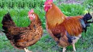 Kuchinskaya obletnica piščanca: opis