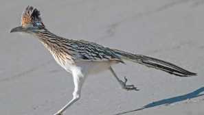 Cuckoo california earter