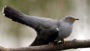 Cuckoos prestrašijo posvojitelje z glasom plenilca