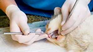 Zdravljenje ulceroznega stomatitisa z granulacijami pri mački